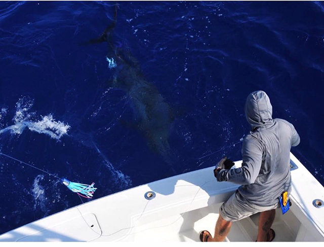 ANGLER: charter client SPECIES: Blue Marlin WEIGHT: Est 550lb LURE: JB Lures XXL Dingo.